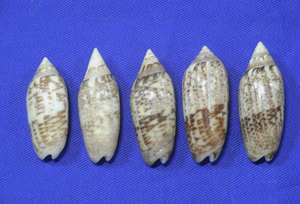 貝の標本 Oliva multiplicate set 5.36.5mm~41.1mm .台湾