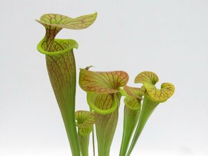 S.flava var,cuprea CK　4号【現品限り】サラセニア 食虫植物_16599