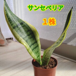 サンセベリア☆鉢植え☆１株☆サンスベリア☆トラノヲ☆２４cmぐらい☆初心者にもお勧めです◎