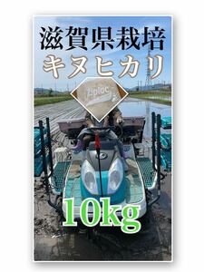 精米済み近江米キヌヒカリ10kg（令和5年産）