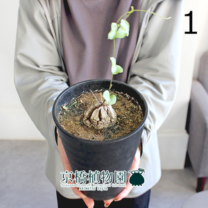 【現品】アフリカ亀甲竜 4号（1）Dioscorea elephantipes