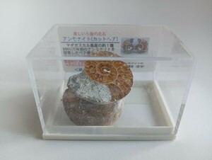 1000円～■アンモナイト カットペア 標本 5500万年前 車2