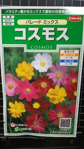 ３袋セット 黄花 コスモス わい性 ロード 秋桜 種 郵便