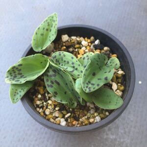 【送料無料】ドリミオプシス d　Drimiopsis　斑入り 球根　観葉 植物　まとめ売り　お買い得 おまけつき ピクミンのような可愛い植物