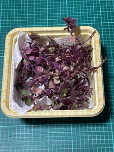 多肉植物★桃色カリシア★カット苗★寄せ植え★