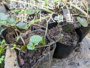 長野県産「本わさび苗」6本黒ポット入り苗畑わさび