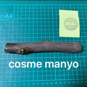 cosme manyo穂木 ② いちじく穂木 イチジク穂木