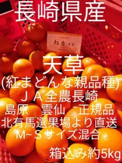 長崎県産　ＪＡ長崎　北有馬選果場より直送　天草(紅まどんな親品種)箱込み約5kg