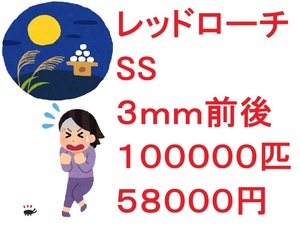 レッドローチ　SS ３ｍｍ前後 １０００００匹　５８０００円