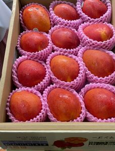 台湾産　マンゴー 5kgセット 12玉入り　完熟マンゴー 最上級　上品な香り滑らかで濃厚な甘み TAIWAN MANGO お中元 贈答用果物 夏ギフト