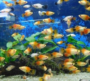 熱帯魚　各種プラティMIX　10匹　+1匹補償　※カラー指定不可