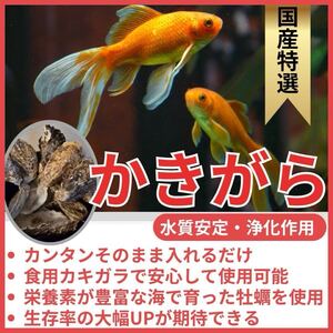 国産カキガラ30枚＋a 水質調整剤 濾過 ろ材 蠣殻 熱帯魚 めだか 金魚 錦鯉 クマノミ アロワナ 大型魚 淡水 海水 