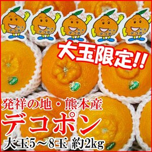 【Good】大玉厳選！JA熊本果実連！熊本産 デコポン 5～8玉 約2kg ご予約