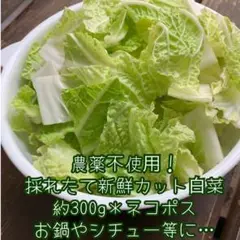 農薬不使用！採れたて白菜＊約300g＊新鮮カット野菜＊冬野菜＊お鍋など＊ネコポス