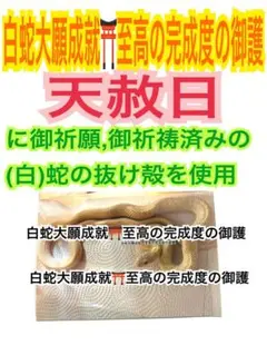 青大将✨金運✨蛇の抜け殻✨岩国の白蛇様✨横✨白蛇のお守り【天赦日ご祈祷済み】A