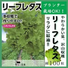 【野菜の種】リーフレタスの種１００粒～美味しくやわらかな葉でサラダに最適！