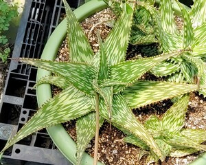 【自家採種“種子”/20粒】Aloe somaliensis var. somaliensis (Borama, Somaliland)/アロエ・ソマリエンシス//多肉植物