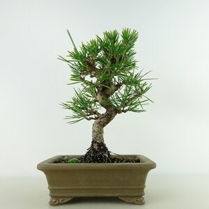 盆栽 松 黒松 樹高 約20cm くろまつ Pinus thunbergii クロマツ マツ科 常緑針葉樹 観賞用 小品 現品