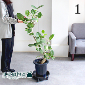 【現品】フィカス・ベンガレンシス 曲がり 8号 紺鉢（1）Ficus benghalensis