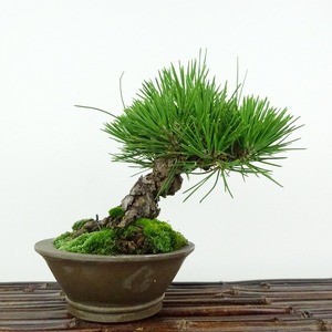 盆栽 松 黒松 樹高 約13cm くろまつ Pinus thunbergii クロマツ マツ科 常緑針葉樹 観賞用 小品 現品