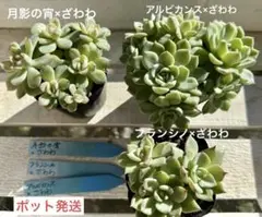 ❁多肉植物　おらいさん苗 多頭ざわわ交配3種セット（ポット発送）