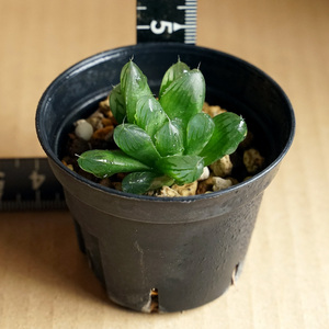 ハオルチア クーペリー ピリフェラ haworthia cooperi v. pilifera 多肉植物 ハオルシア （6）