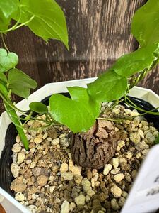 亀甲竜　きっこうりゅう　塊根植物　直径3cm 多肉植物　最人気品種　鉢植えNO-1