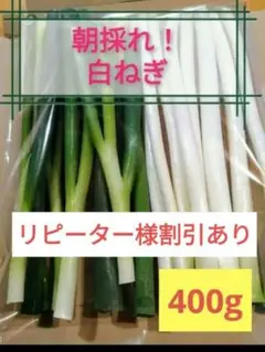 愛媛県産白ネギ　長ねぎ　ねぎ　野菜