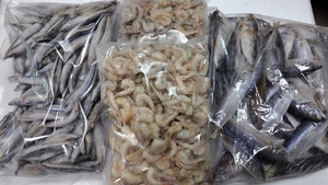 冷凍3点セット　キビナゴ　エビ　アジ　　冷凍餌　冷凍　エサ　　アロワナ　アジアアロワナ　大型魚　淡水エイ　ポルカ　エンドリケリー