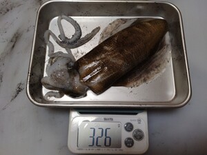 私が釣った【アオリイカ】326g,マイナス60℃で冷凍中,魚介類販売業認可済,漁協准組合員,漁船登録済,一魚一味,クロネコ60サイズ,同梱可