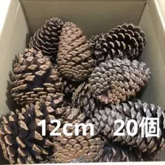 巨大　大王松　松ぼっくり　12cm   20個　(11)