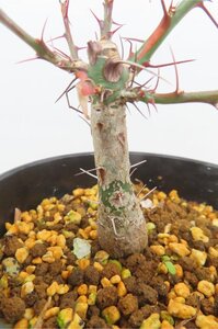 8315 「実生」フォークイエリア ファシクラータ大【発根・有望株・Fouquieria fasciculata・塊根植物・葉落ちします】