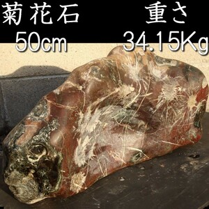 。◆錵◆2 古美術品 岐阜県根尾谷産 菊花石 特大50cm 34.15kg 唐木台付 観賞石 唐物骨董 [F797]/.廻//(S160＋)