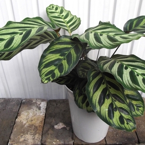 現物出品【カラテア・マコヤナ＊Calathea makoyana】6.5号　