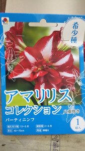 ３袋以上でクーポン割引 アマリリス パーティニンフ １袋 球根 タキイ 郵便は送料無料 フレッシャーズ 希少