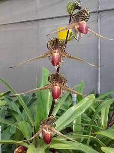 【北軽ガーデン】＊パフィオ＊Paph.rothschildianum＊原種＊ポリアンサ系＊パフィオの王様＊ロスチャイルディアナム＊ボルネオ島原産＊