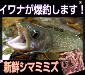 釣りの餌☆新鮮！採れたて直送！シマミミズ100匹セット　ヤマメ、イワナ、ブラックバスなど何でも釣れる！観賞魚、爬虫類、両生類の餌にも