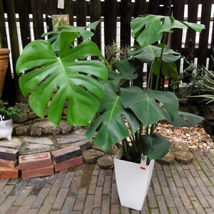 現物出品【モンステラ・デリシオサ＊Monstera deliciosa】８号　