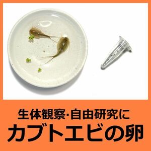 淡水 カブトエビの卵 [お試し少量 1カプセル] 生体観察 自由研究 飼育 観察 休眠卵 耐久卵 乾燥卵 子供 学校教材 トリオプス 即決