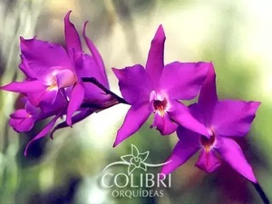 Laelia x gouldiana　6