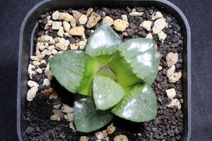 Haworthia/トロピカルナイト　ハオルチア　管理364