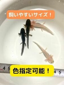 ウーパールーパー　色指定可能　1匹