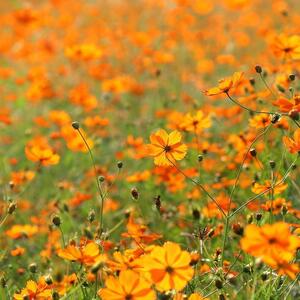 【花の種】キバナコスモス　2ｇ　200粒以上　黄花コスモス　秋桜 景観用オレンジフレア