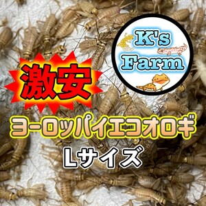 350匹(死着保証込み)　L～XLサイズ(1.5cm～成虫)　激安ヨーロッパイエコオロギ　