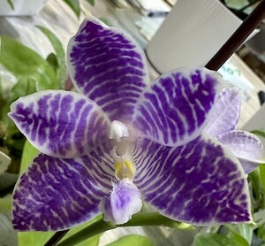 洋蘭 (1104) この交配はとても綺麗な花が咲き始めています。Phal. (YangYang Blue Flash x YangYang Blue Surprise)　(Sib)