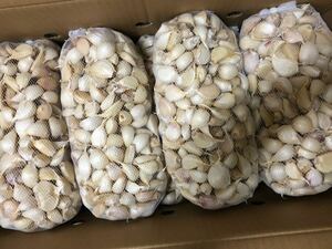 【生産者直送】令和6年 青森県産 にんにく バラ 小サイズ 1kg 福地ホワイト六片