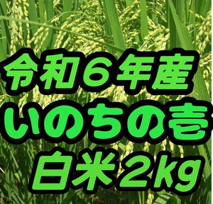 ☆激旨大粒☆極上食味☆いのちの壱☆色彩選別令和6年産白米2Kg☆農家直送☆☆☆☆☆