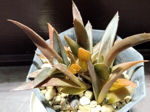 【即決】Aloe hybrid 