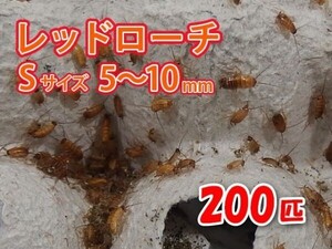 レッドローチ S サイズ 5～10mm 200匹 紙袋配送 生餌 爬虫類 両生類 肉食熱帯魚 生体 アクアリウム エサ 活餌 [3069:gopwx]