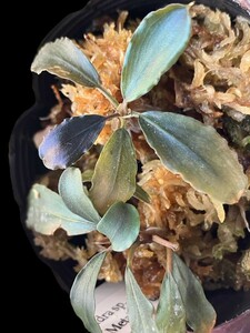 【ブセファランドラ】Bucephalandra sp. Metalic Purple 水上葉【メタリックパープル】